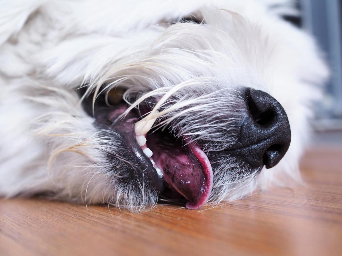 Épilepsie idiopathique chez le chien - Symptômes et traitement