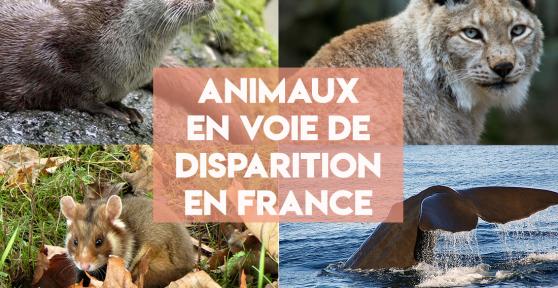 Animaux en voie de disparition en France