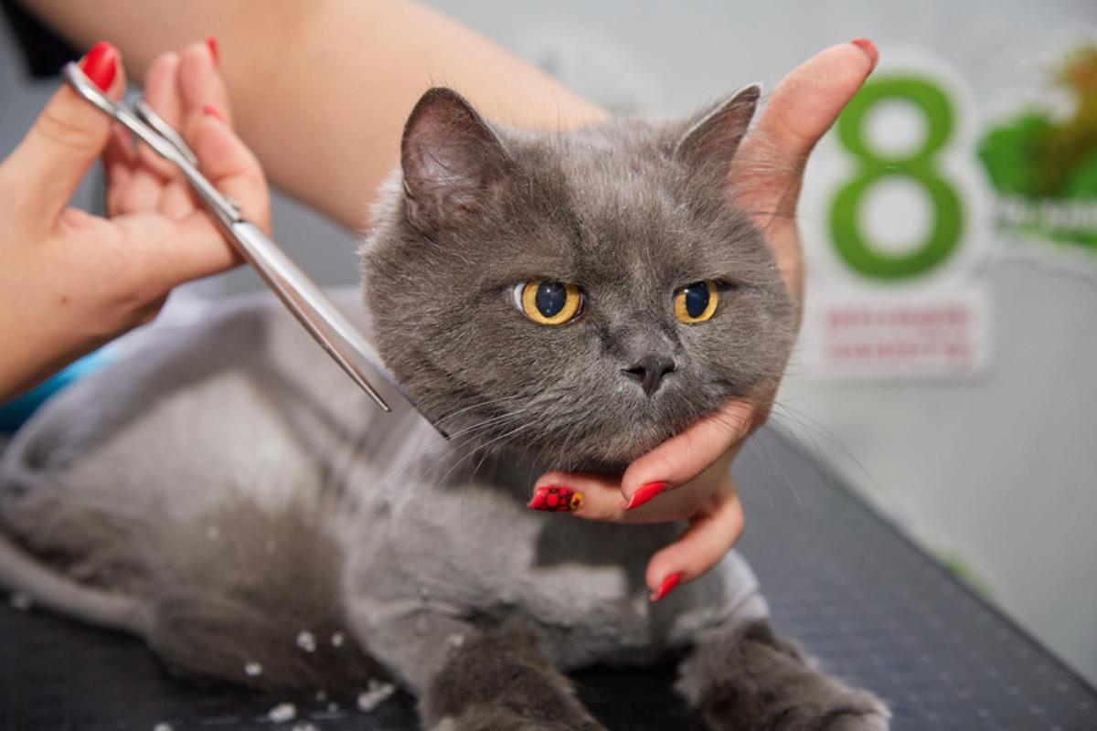 Peut-on couper les poils d'un chat ?