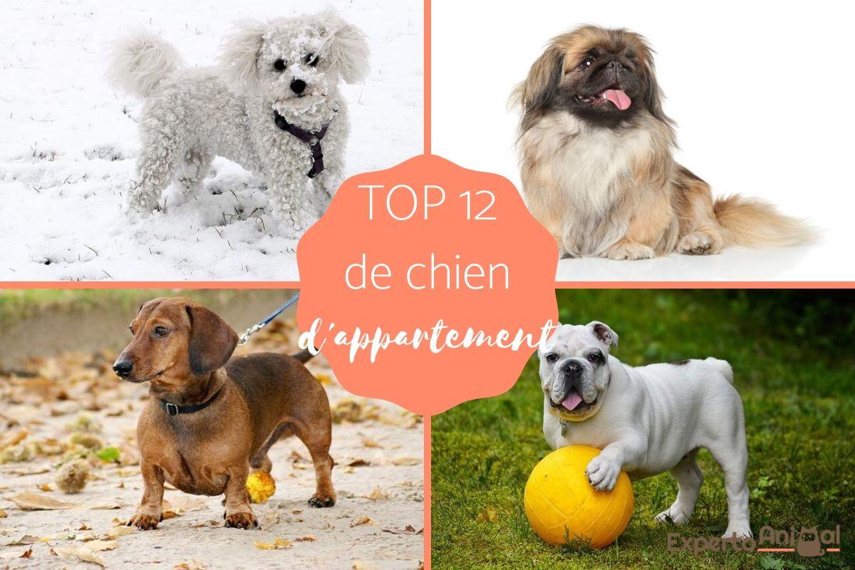 Chien d'appartement - 12 races parfaites