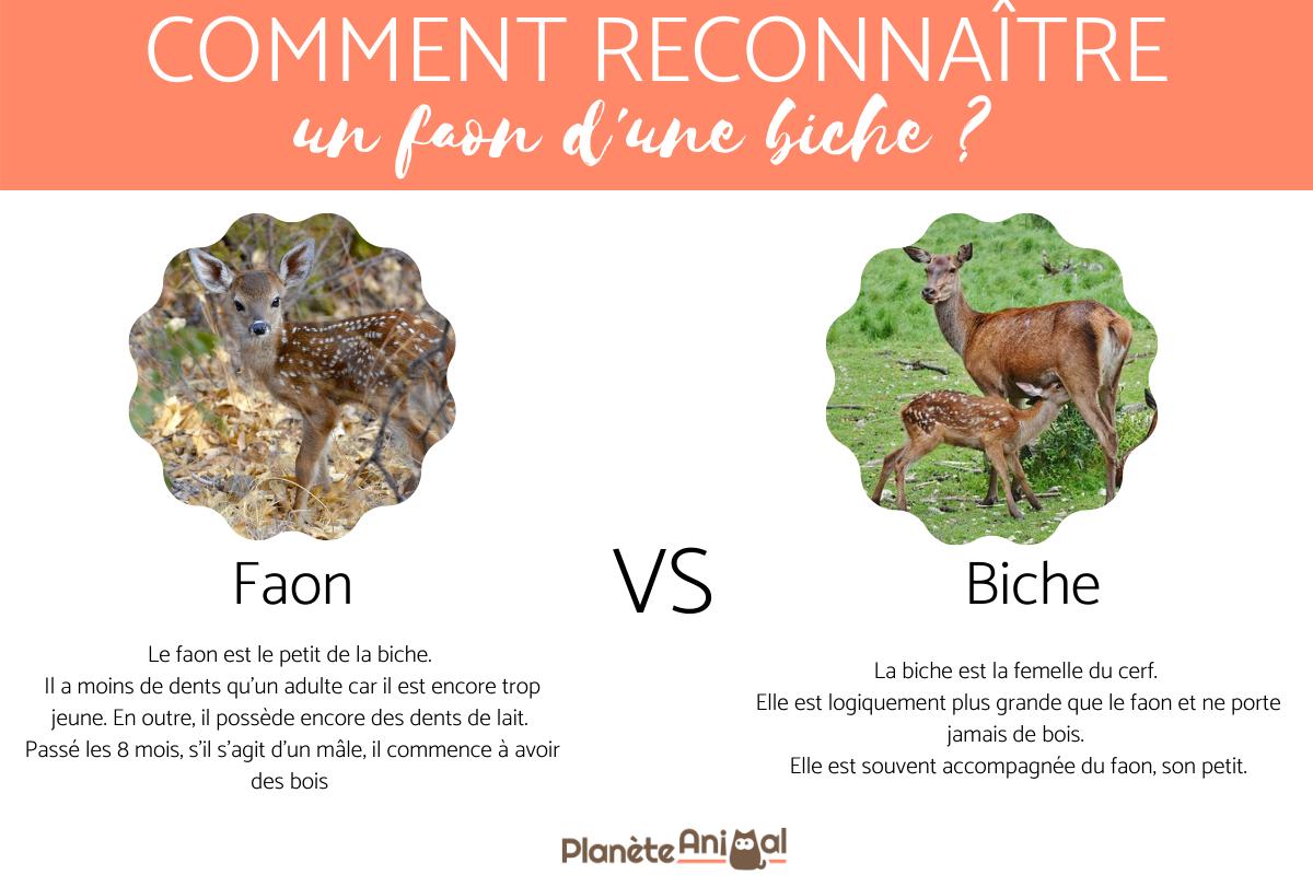 Comment reconnaître un faon d'une biche ?