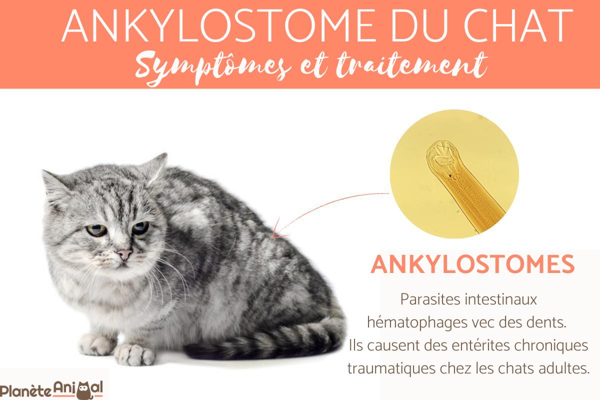 Ankylostome du chat - Symptômes et traitement
