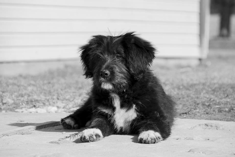 Cancer chez le chien espérance de vie