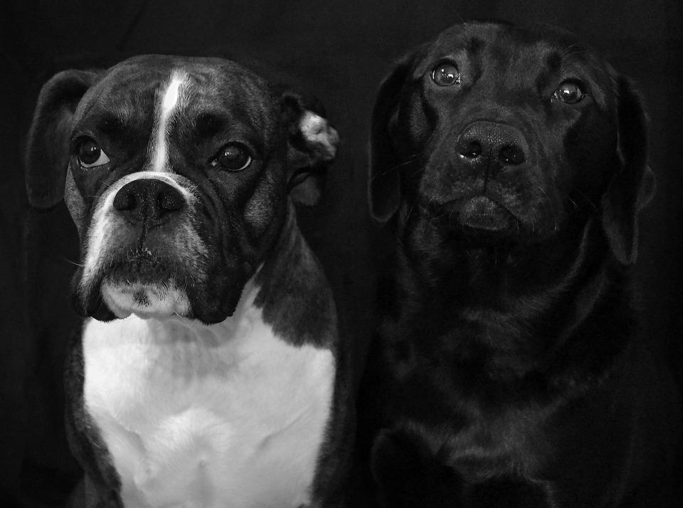 Cancer chez le chien espérance de vie