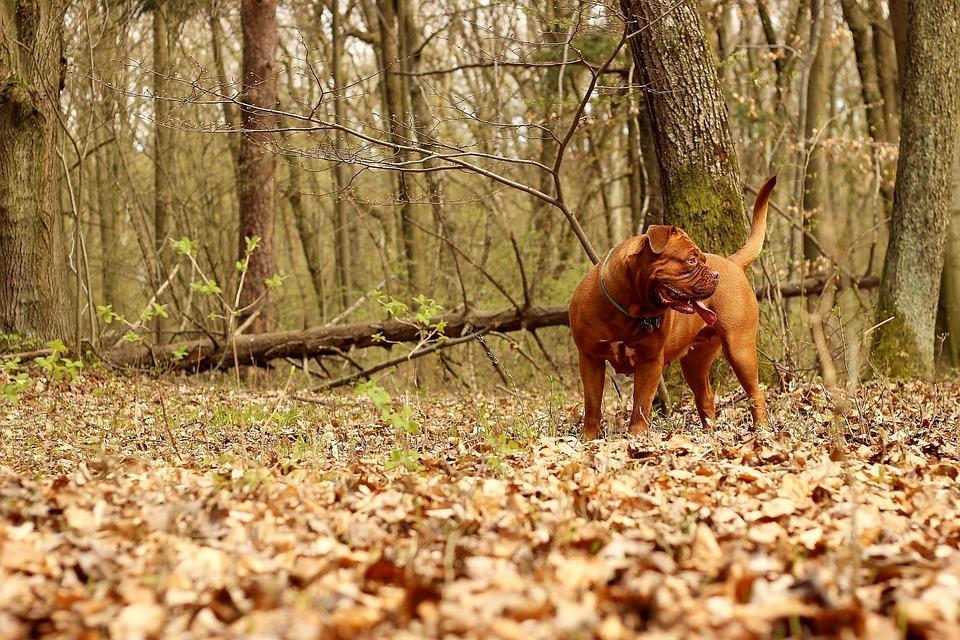 Pourquoi mon chien renifle partout