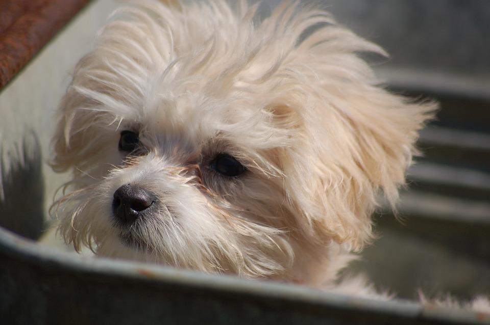 Pourquoi mon chien renifle partout