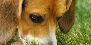 Pourquoi mon chien renifle partout ?