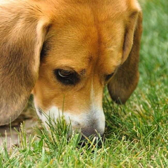 Pourquoi mon chien renifle partout