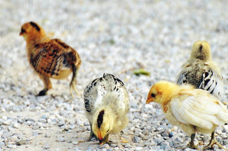 Comment reconnaître un poussin MÂLE ou FEMELLE