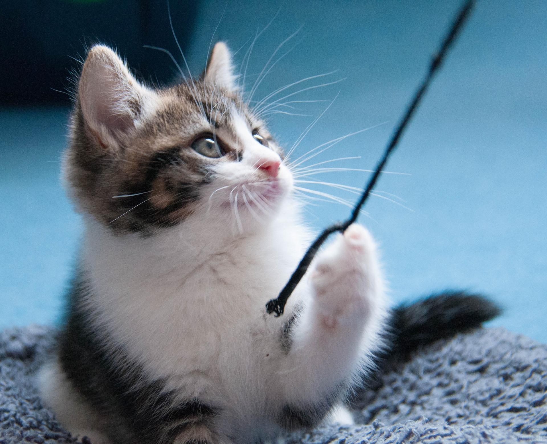 Pourquoi les chats font-ils tomber les objets par terre