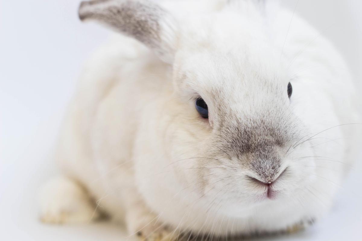 Pourquoi mon lapin est triste ?