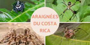 Araignées du Costa Rica