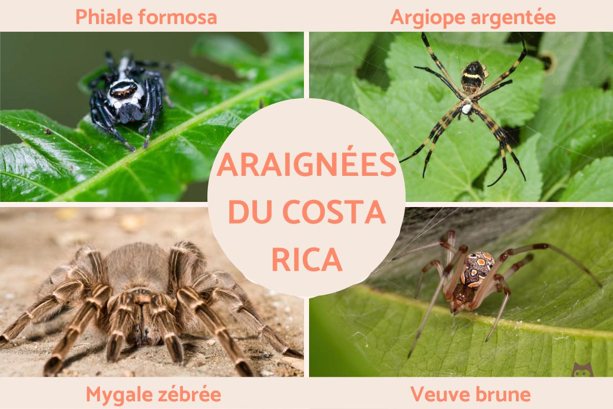 10 Araignées du Costa Rica (avec PHOTOS) — free download