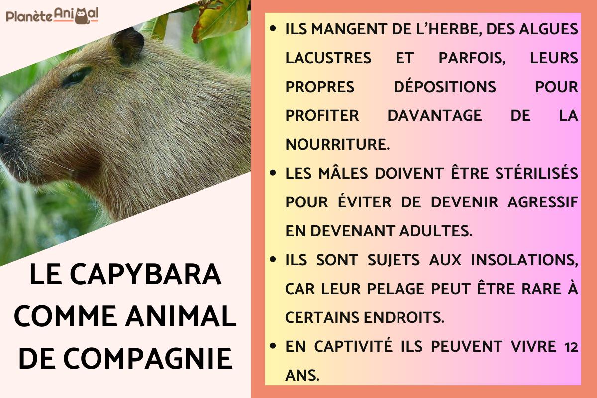 Le capybara comme animal de compagnie