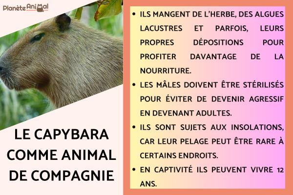 Le capybara comme animal de compagnie
