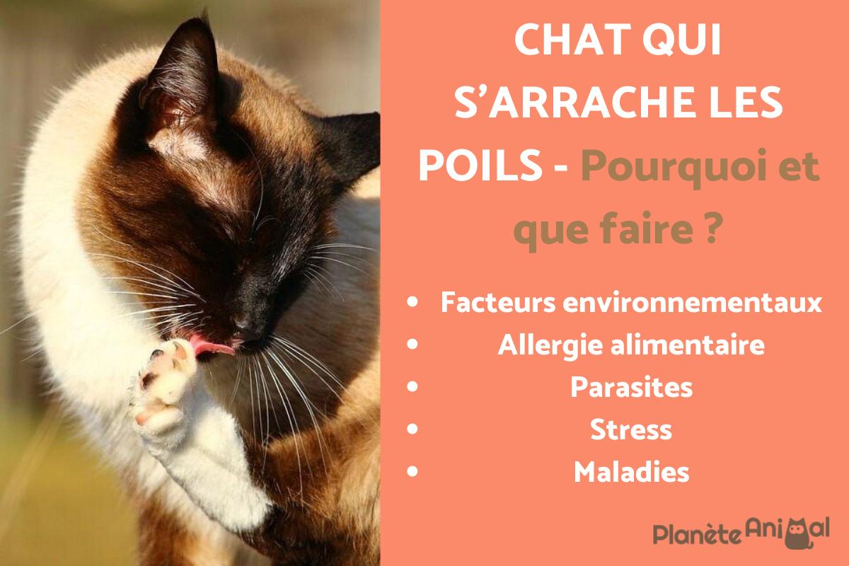 MON CHAT S'ARRACHE les POILS POURQUOI et QUE FAIRE
