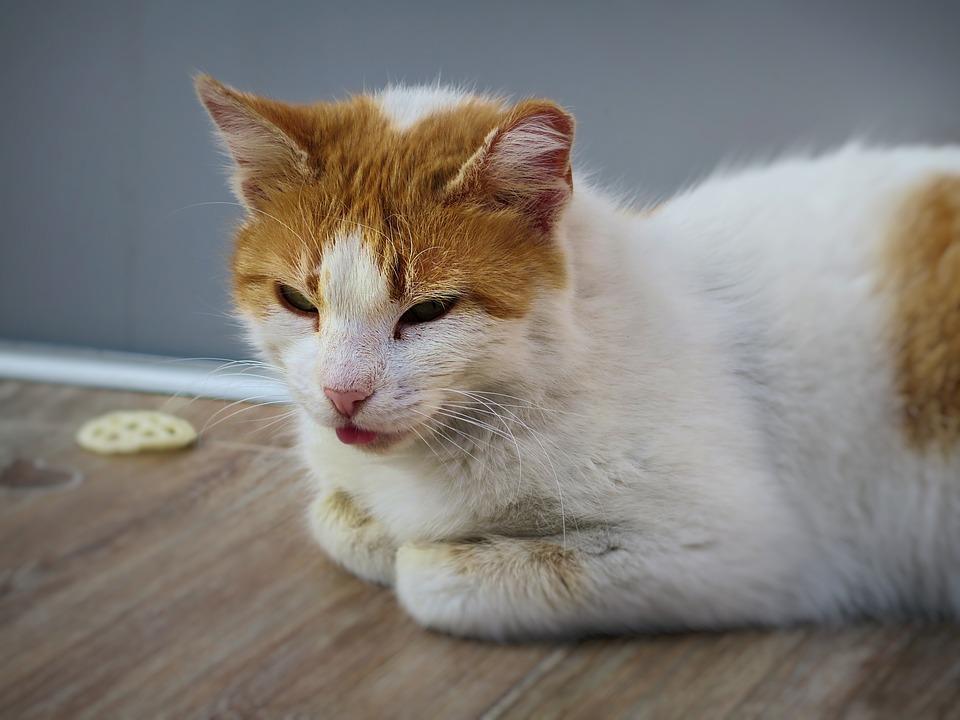 MON CHAT S'ARRACHE les POILS POURQUOI et QUE FAIRE