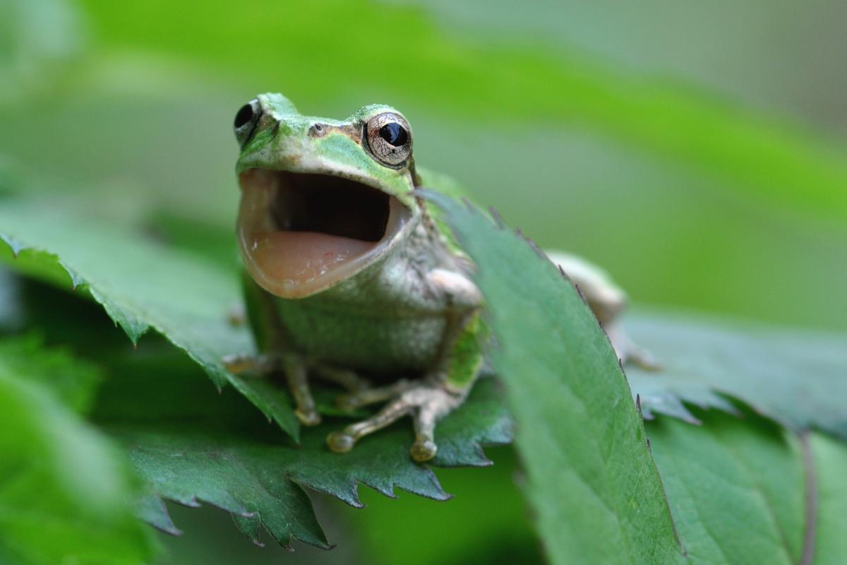 Est-ce que les grenouilles ont des dents ?