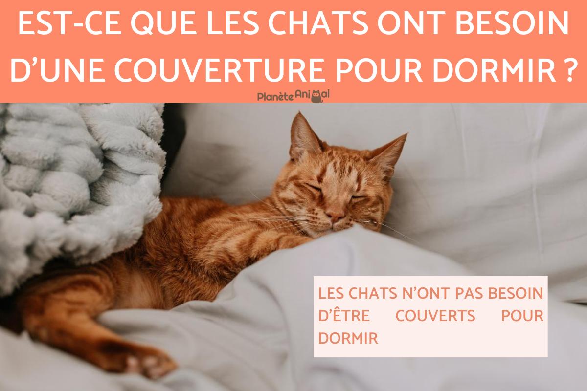 Est-ce que les chats ont besoin d'une couverture pour dormir ?