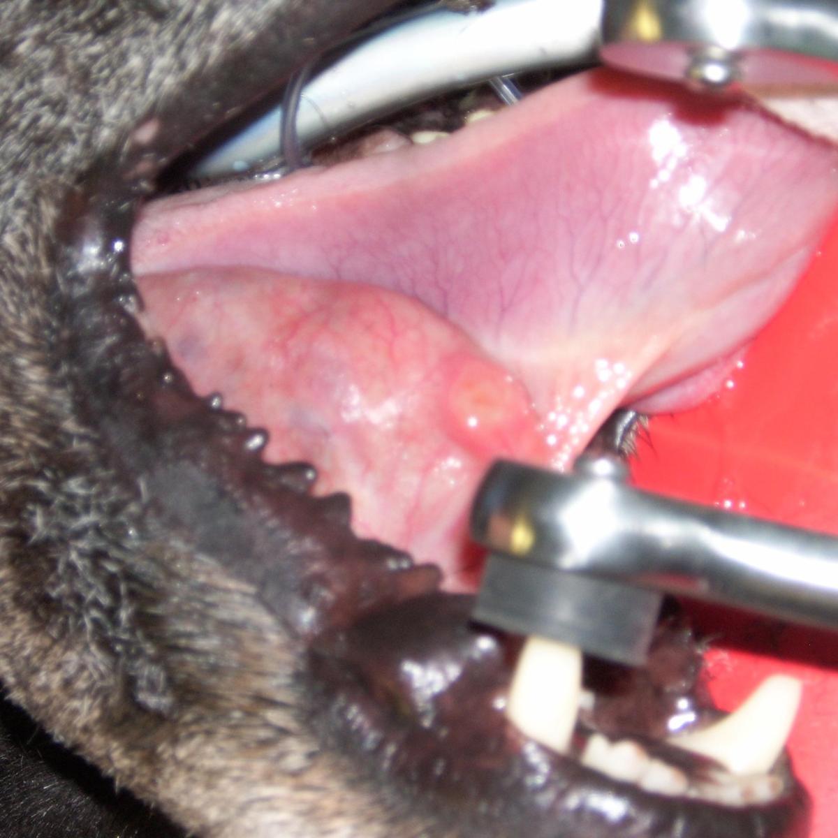 Sialocèle du chien - Traitement, causes et chirurgie