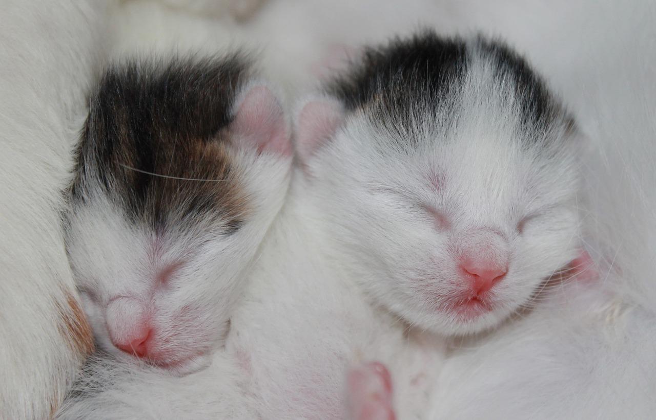 À quel âge un chaton ouvre les yeux ? Tout savoir