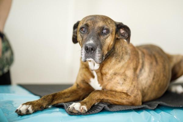 Toux du chien âgé - Cancer du poumon