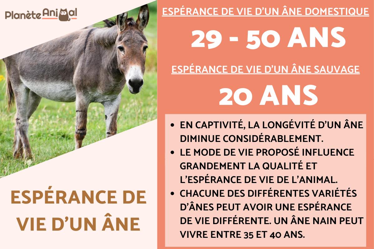 Combien de temps vit un âne ? Espérance de vie d'un âne — free download