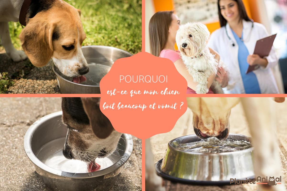 Mon chien boit beaucoup et vomit - Causes et traitement