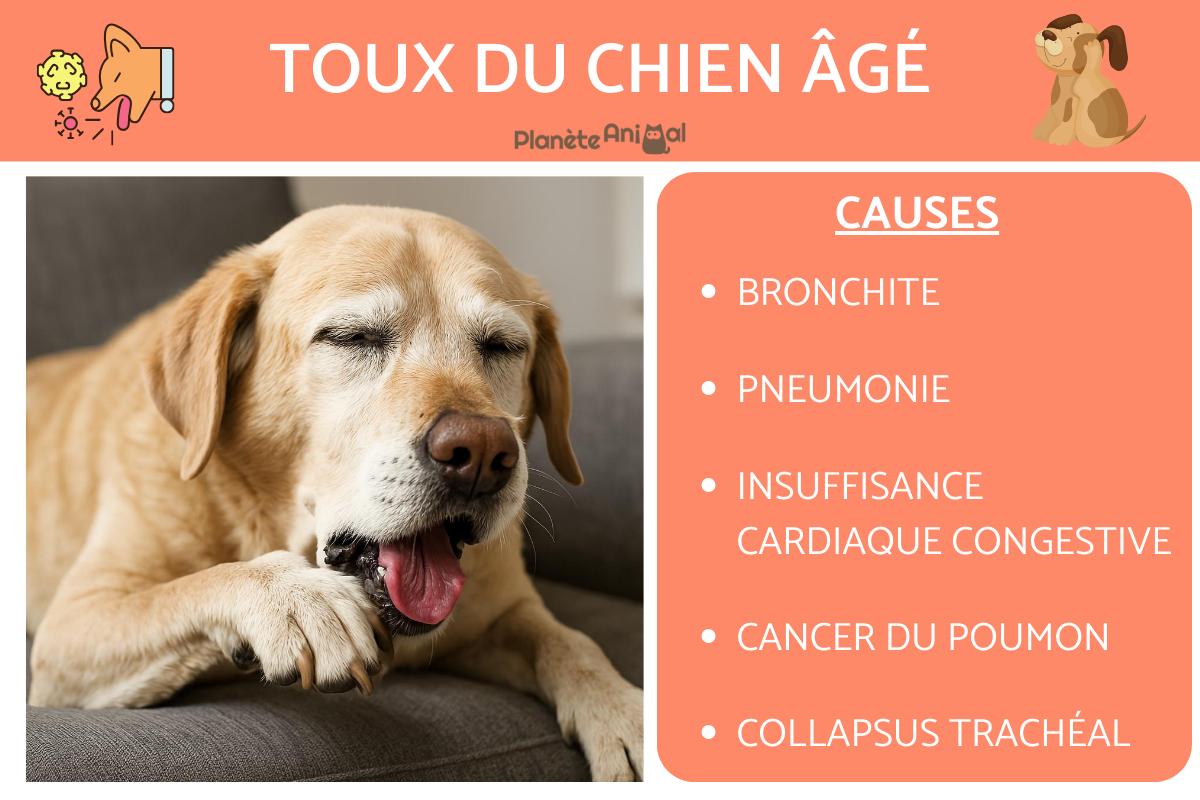 Toux du chien âgé