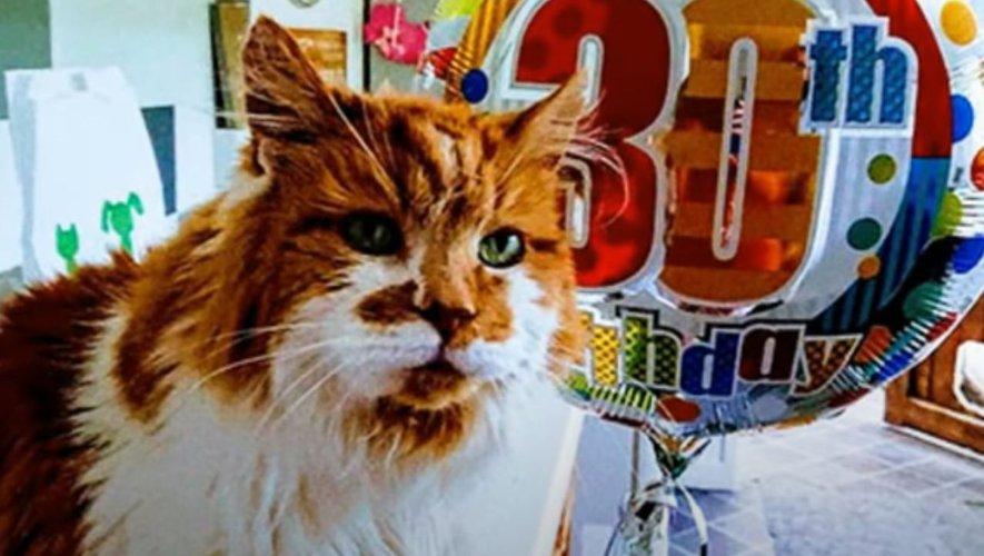 Quel est le PLUS VIEUX CHAT du monde