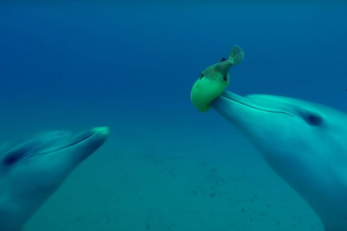 Estce que les dauphins se droguent