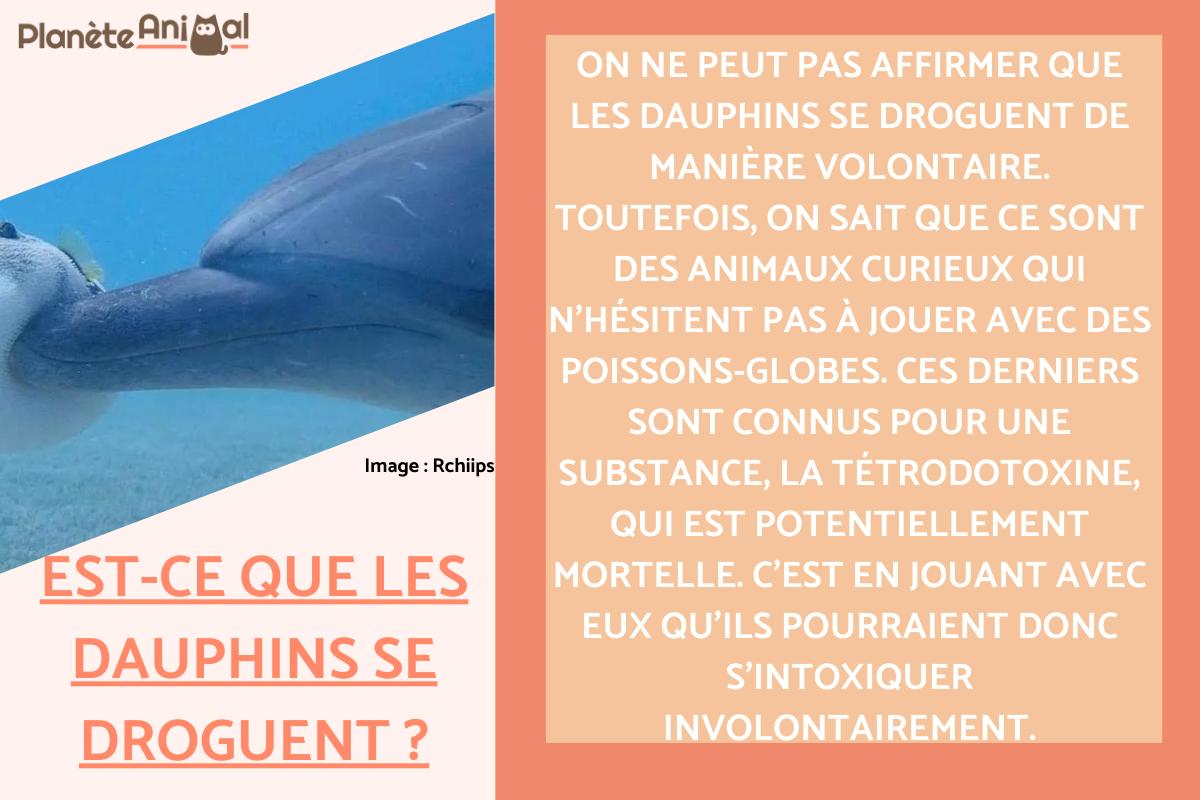 Est-ce que les dauphins se droguent ?