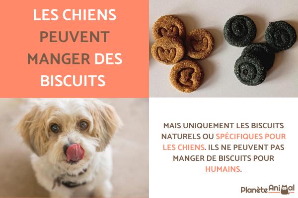 Peut-on donner des biscuits à un chien ?