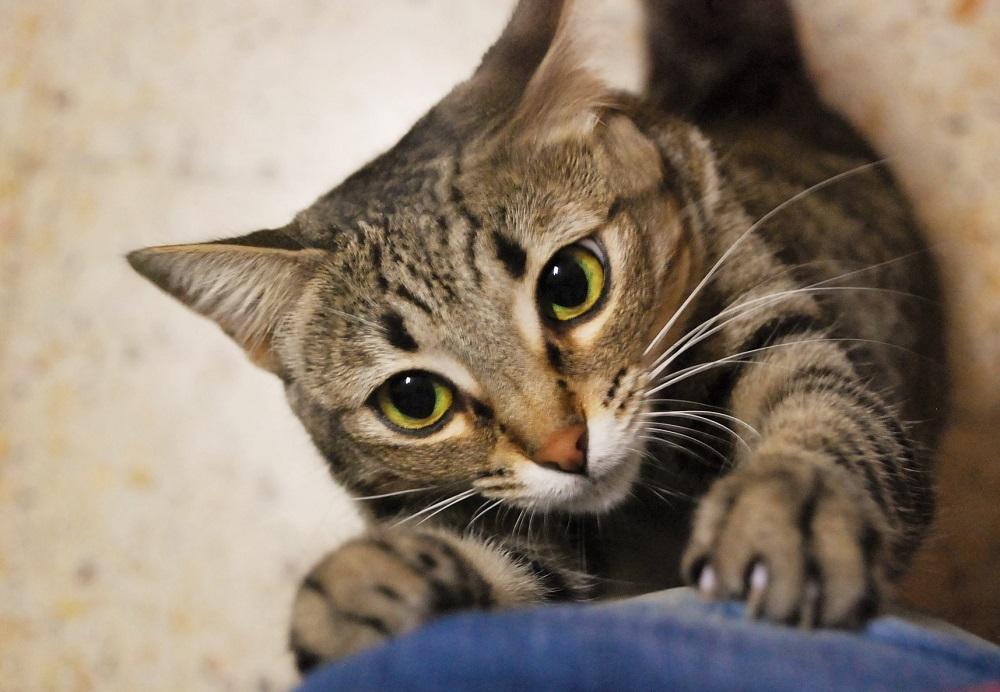 Pourquoi mon chat me mord et me griffe ? 3 Raisons et comment le solutionner