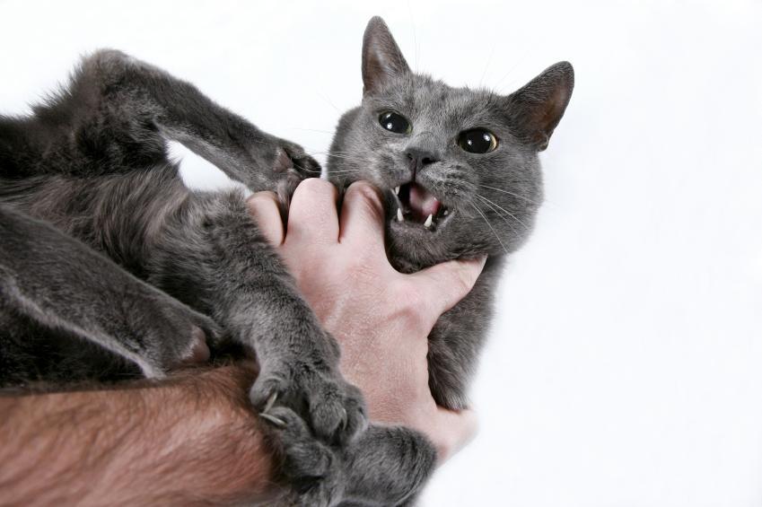 Pourquoi mon chat me mord et me griffe ? 3 Raisons et comment le solutionner