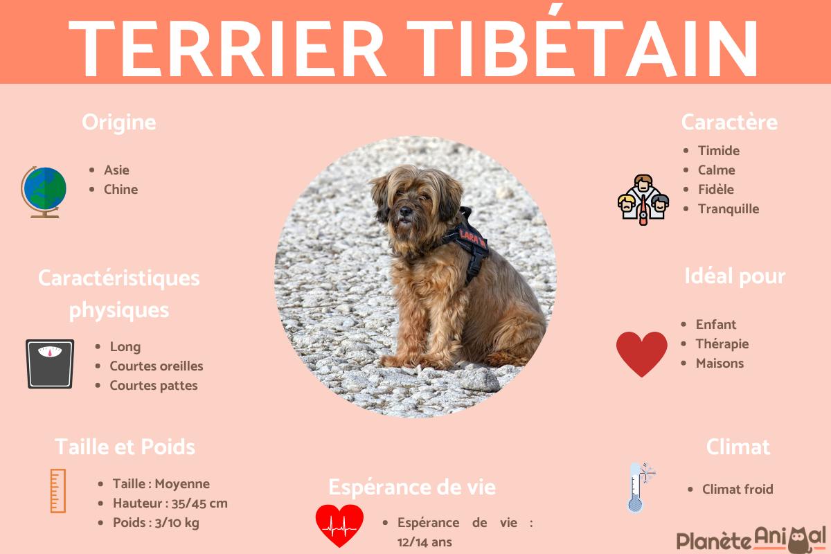Terrier tibétain