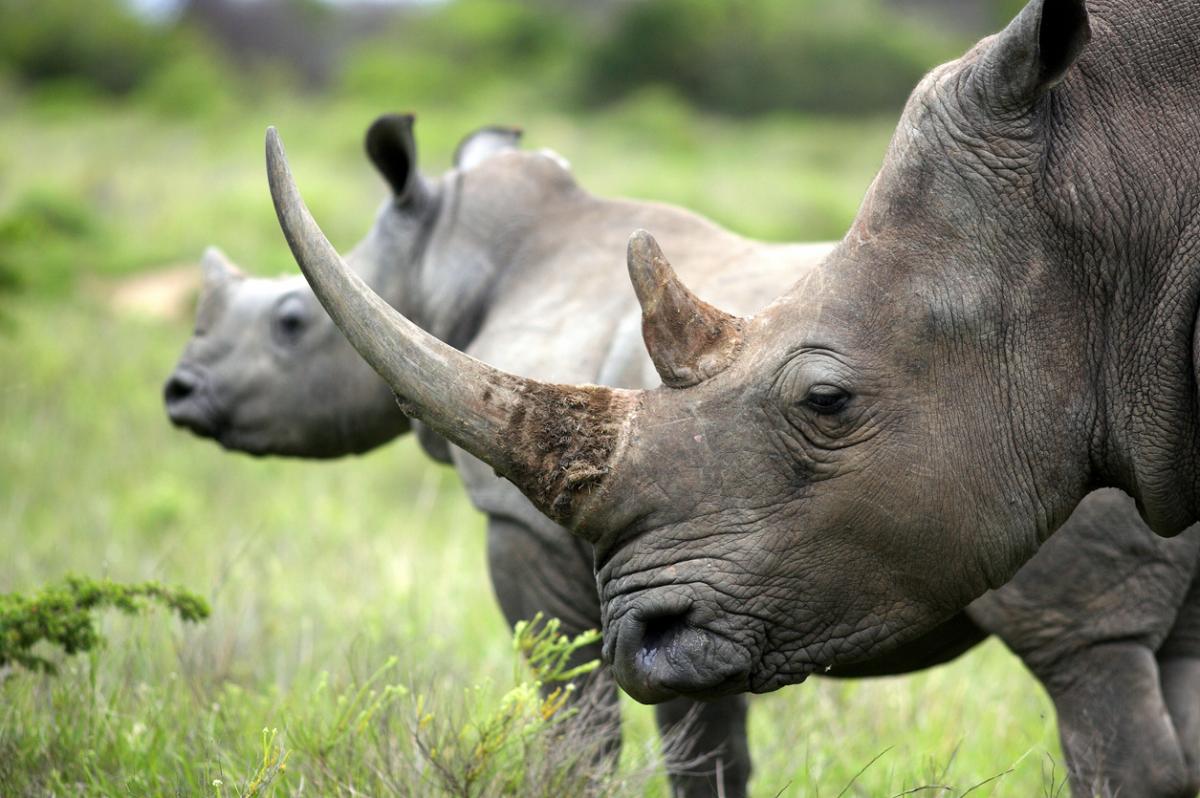 Rhinocéros noir