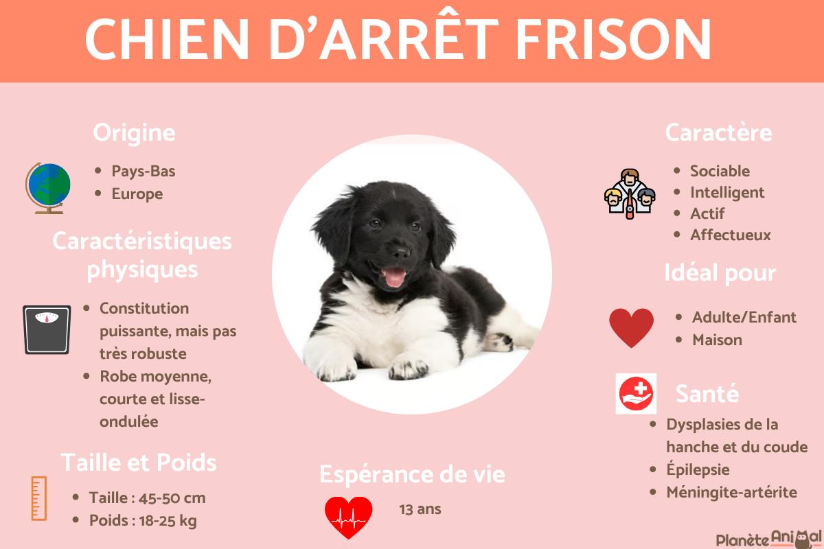 Chien d'arrêt frison ou le Stabyhoun