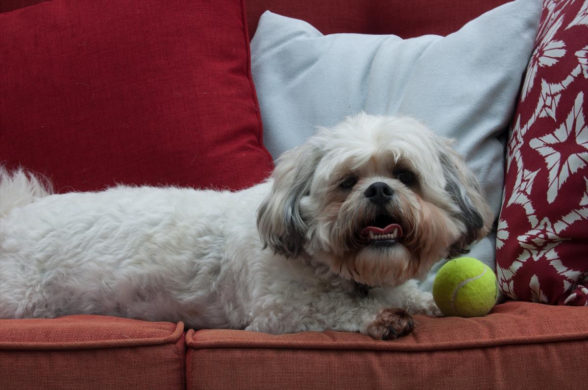 Zuchon ou Shichon