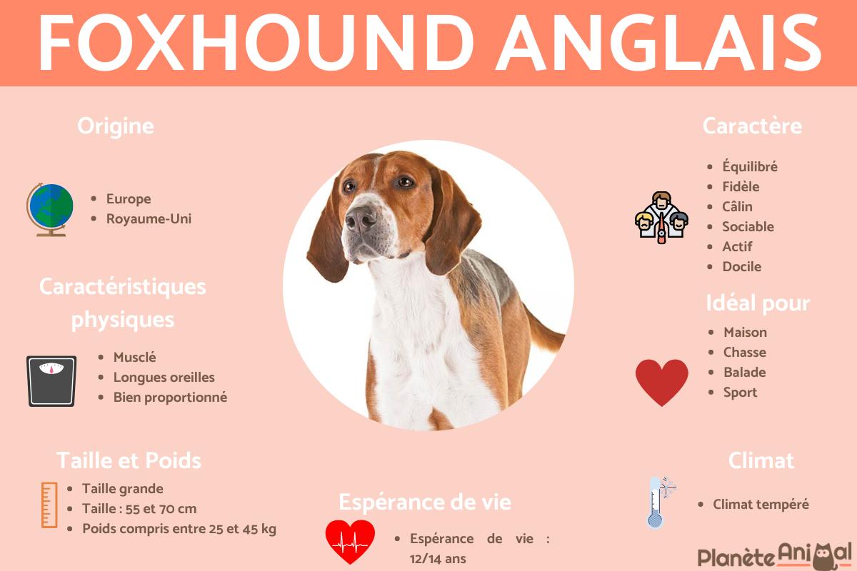 Foxhound anglais