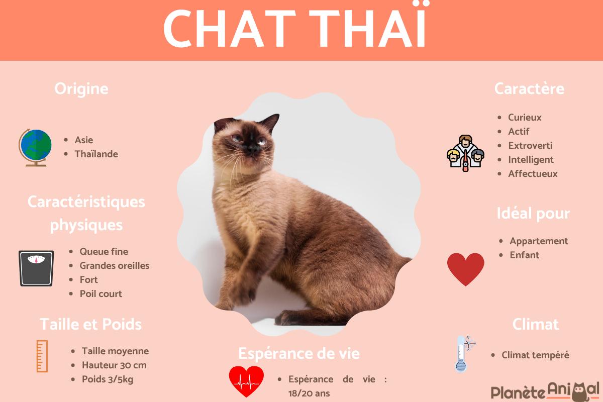 Thaï ou siamois traditionnel