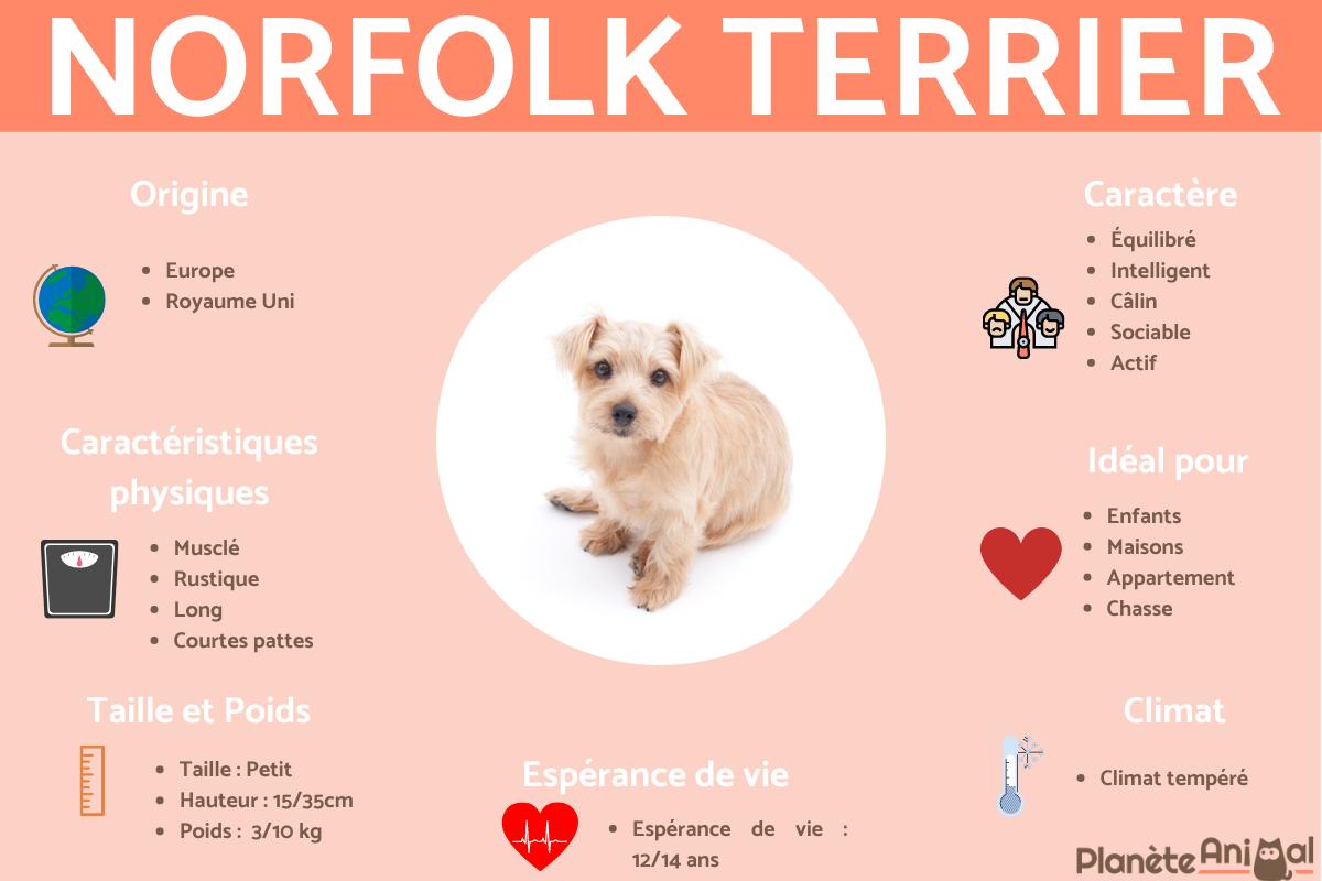 Norfolk Terrier