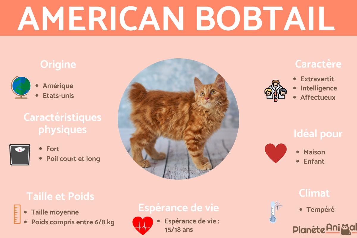 American bobtail