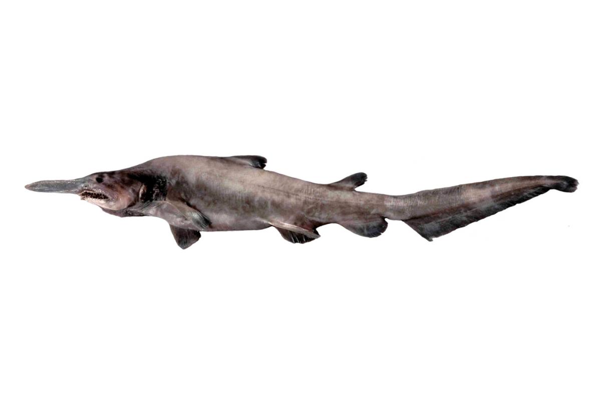 Requin-lutin