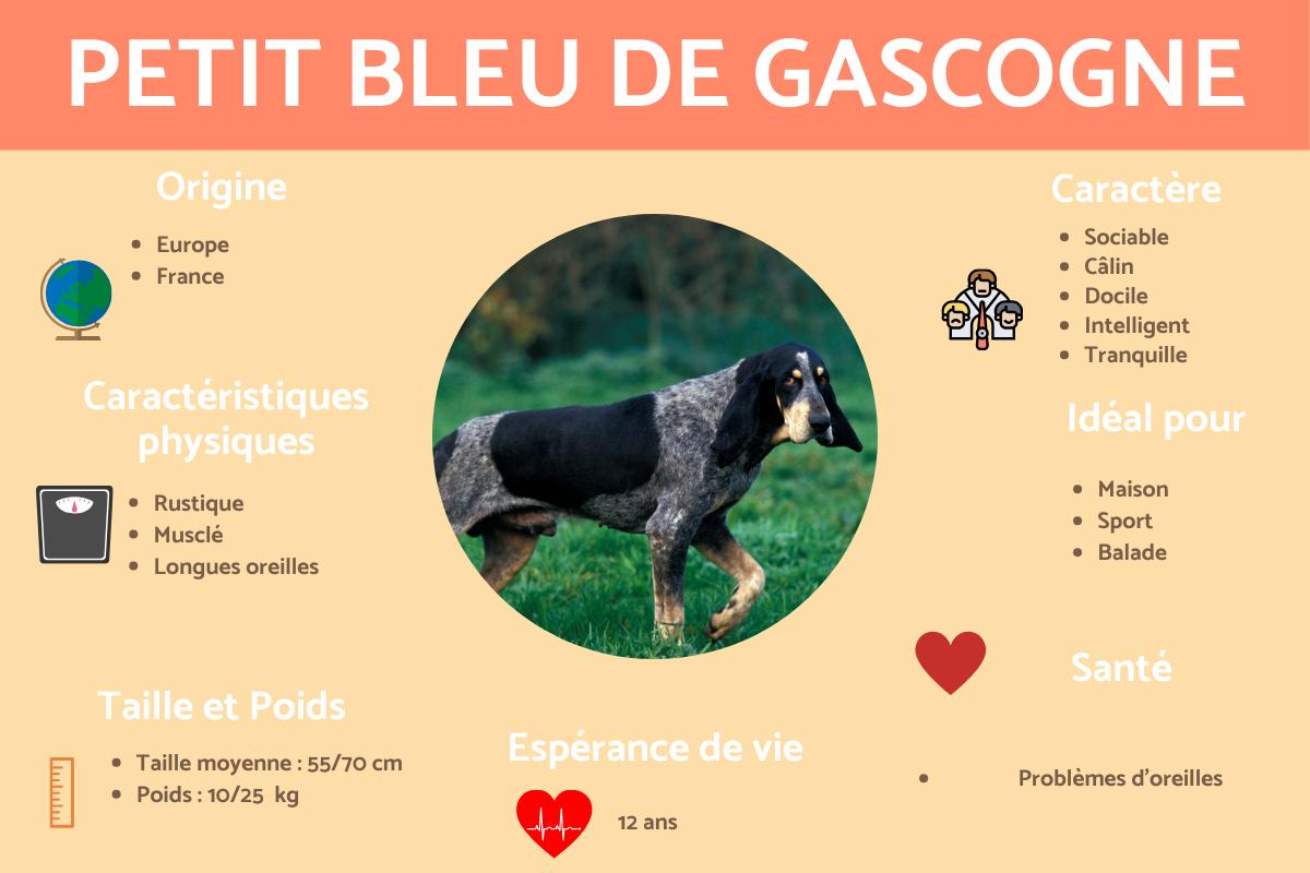 Petit bleu de Gascogne