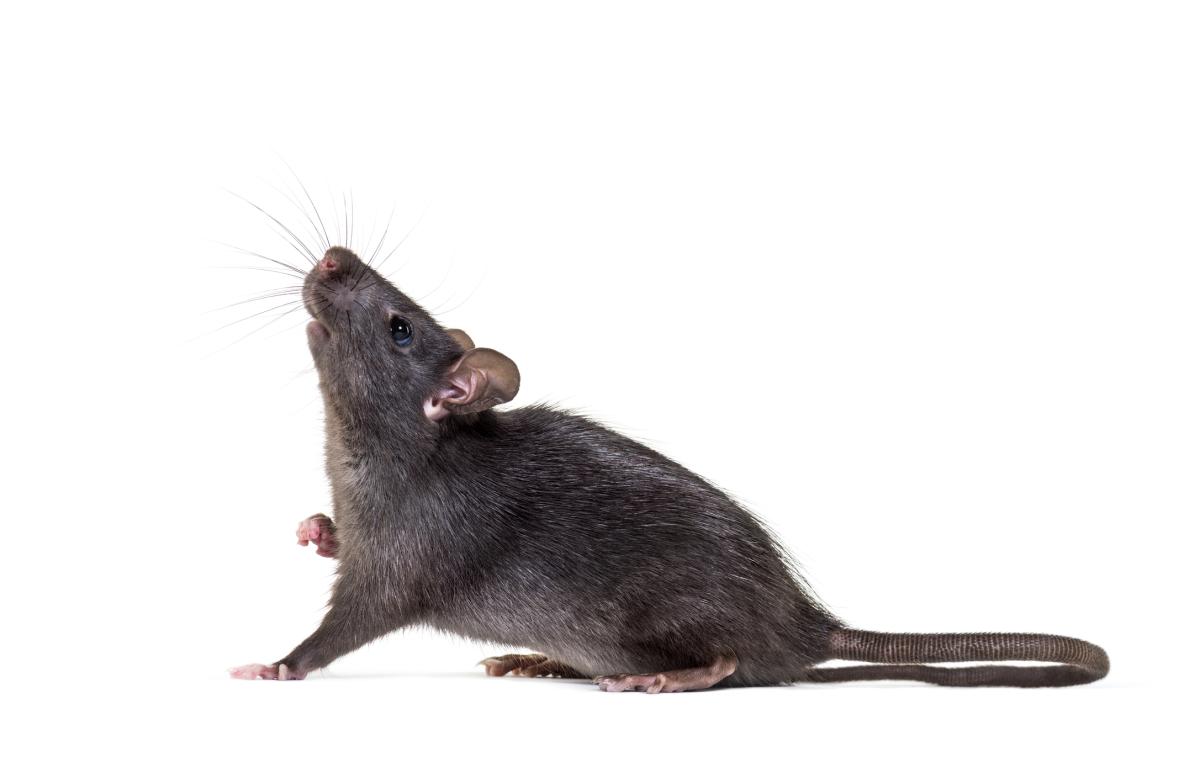 Rat noir
