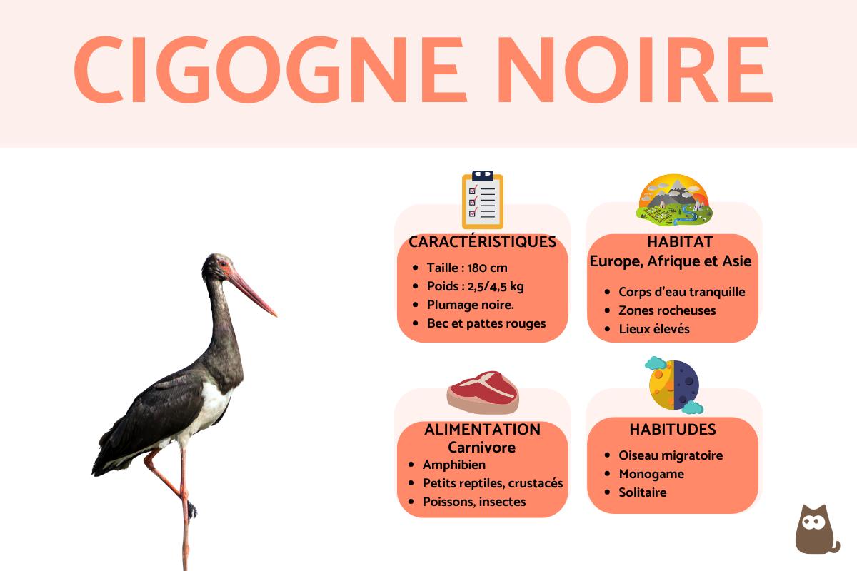 Cigogne noire