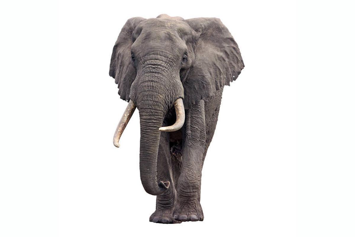 Eléphant de savane d'Afrique