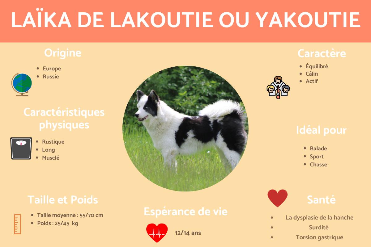 Laïka de lakoutie ou Yakoutie