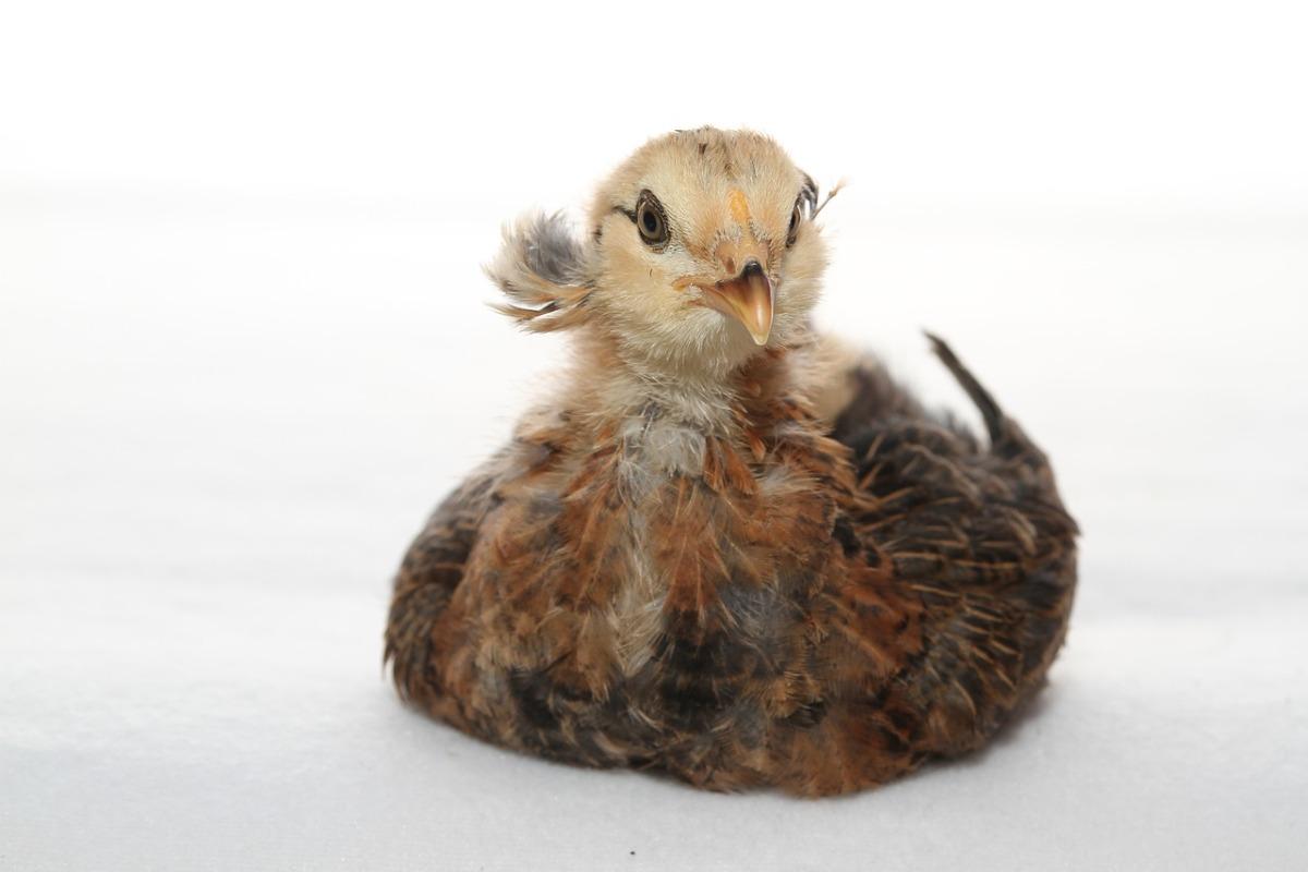 Araucana